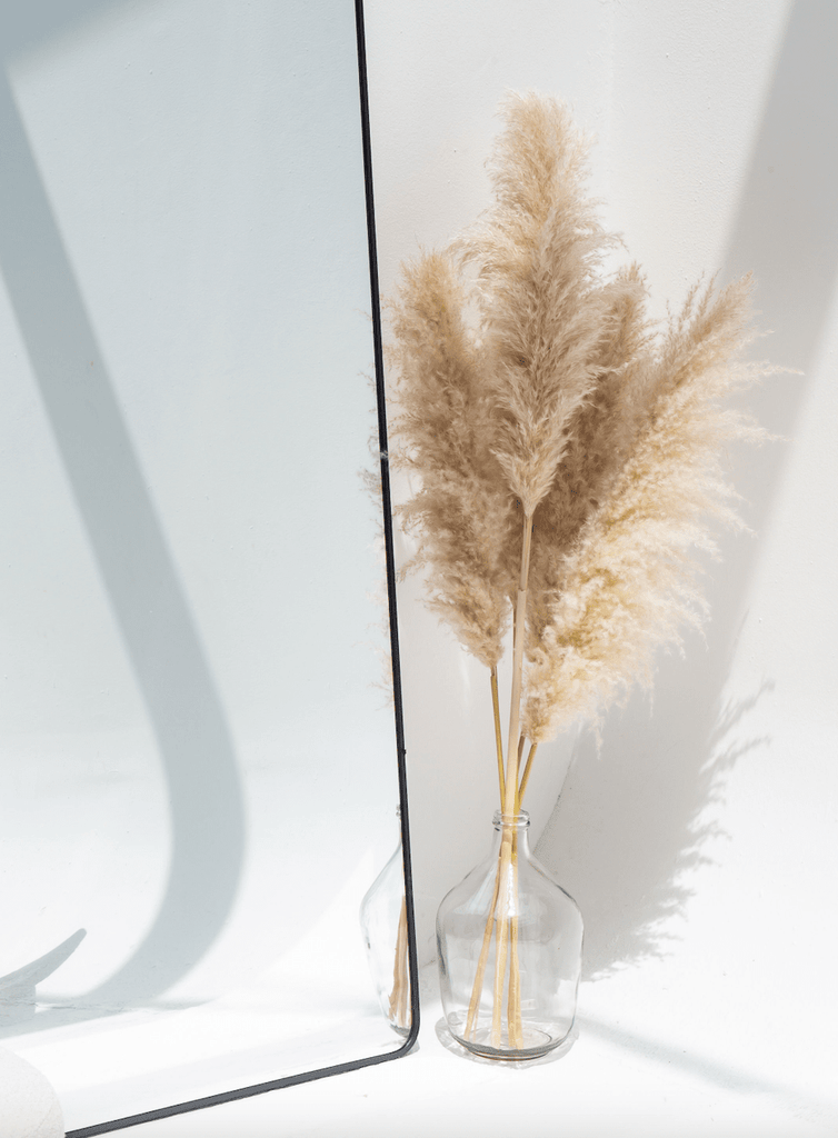 Long Dried Flower Off White Pampas (5 Stems)
