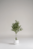 Mini Olive treeificial Plant (Pot not included)