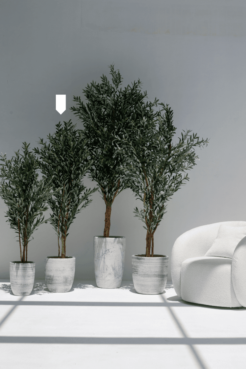 Artificial Olive Tree 180CM with Natural Wood Trunk (POT NOT INCLUDED) FLO 