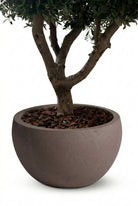 Zuno Dark Brown Tree Pot