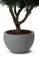 Zuno Light Grey Tree Pot