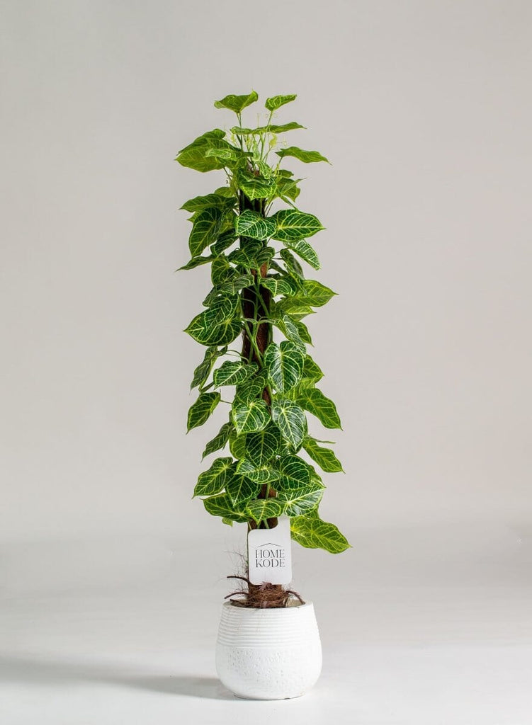 Piper Crocatum Artificial Faux Plant