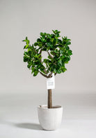 Artificial Faux Ficus Tree