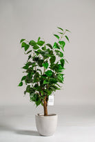 ificial Faux Ficus Benjamin Plant