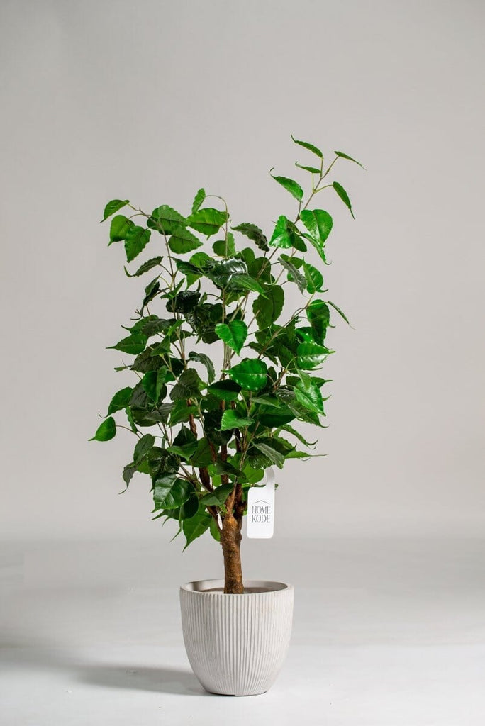 Artificial Faux Ficus Benjamin Plant