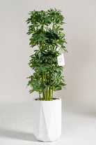 Schefflera Artificial Faux Plant Homekode 