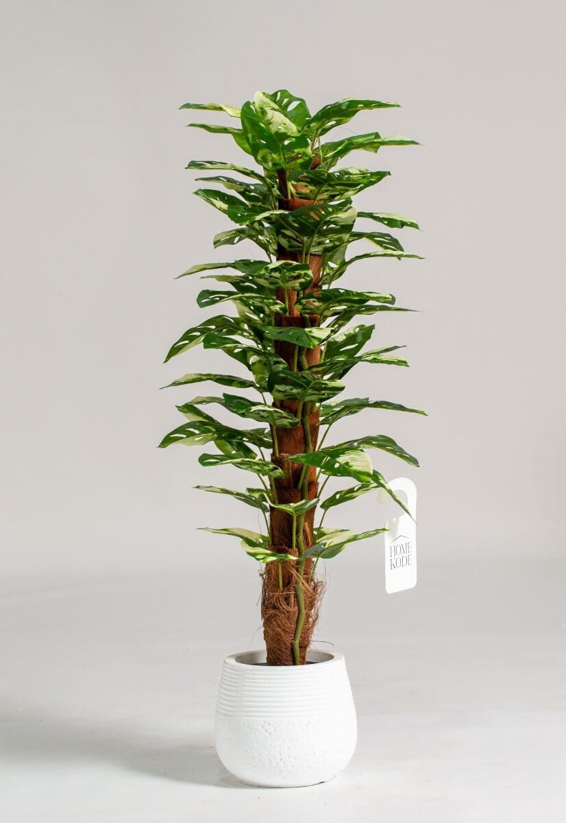 Monsteraificial Faux Long Plant - HomeKode