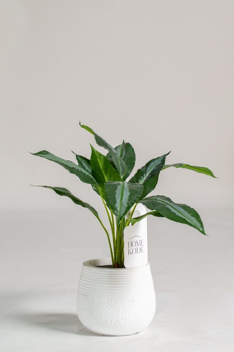 Dumb Canes Artificial Plant
