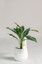 Dumb Canesificial Plant (Pot not included) Homekode 