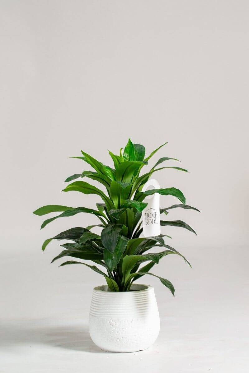 Dracaena Green Fauxificial Plant - HomeKode