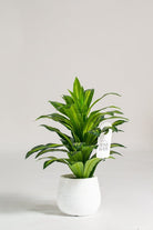 Dracaena Fragrance Artificial Faux Plant - Homekode 