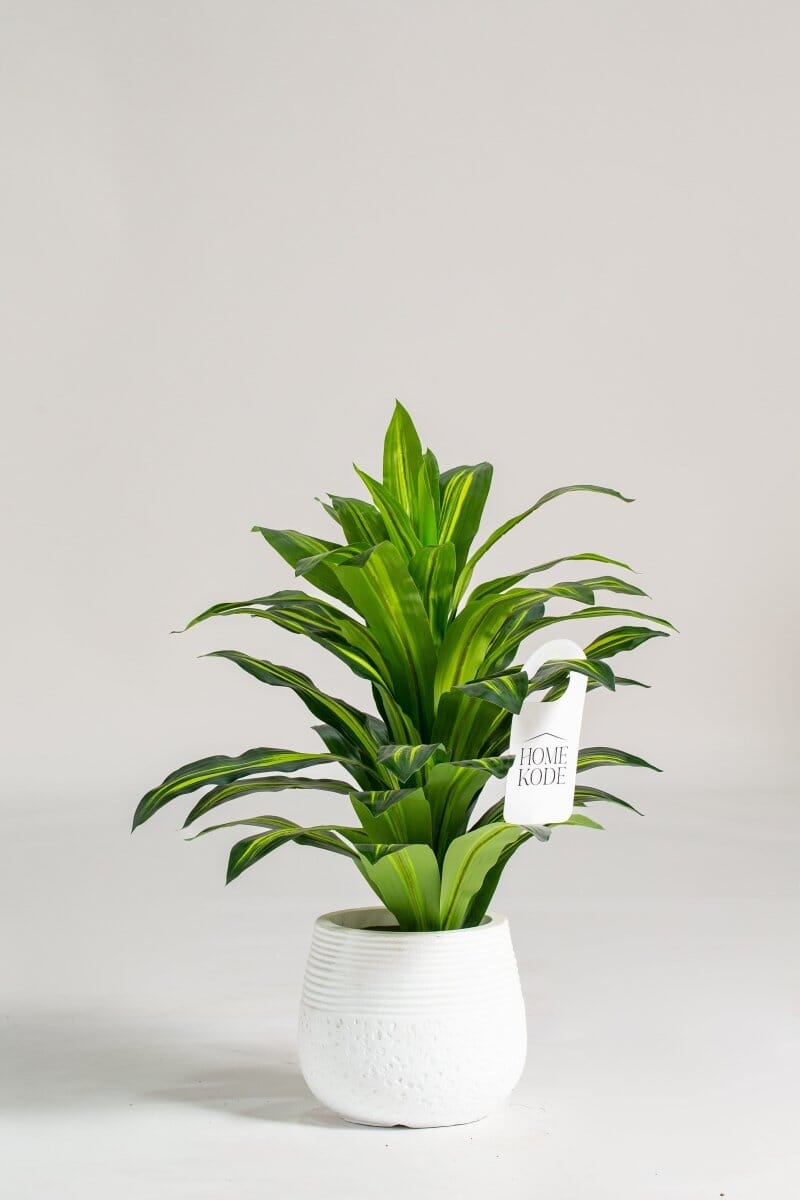 Dracaena Fragranceificial Faux Plant - Homekode 