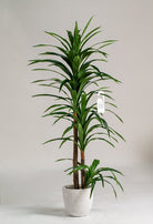 Dracaena Eleganceificial Faux Plant - HomeKode