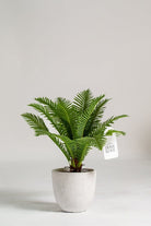 Cycas Palm artificial faux plant - HomeKode