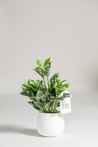 Dieffenbachia Artificial Plant (Pot not included) Homekode 