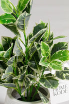 Dieffenbachia Artificial Plant (Pot not included) Homekode 