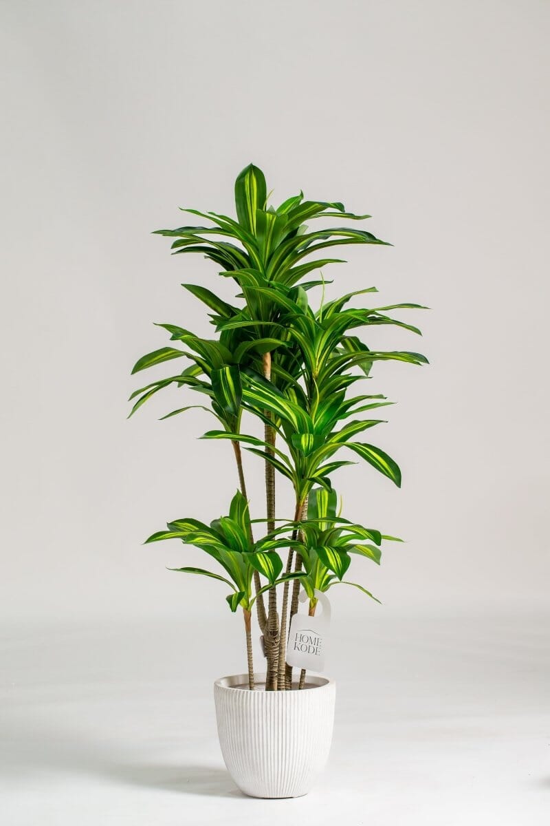 Dracaena Fragransificial Plant (Pot not included) Homekode 