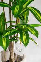 Dracaena Fragrans Artificial Plant (Pot not included) Homekode 