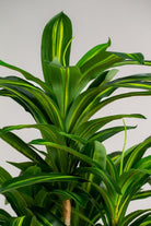 Dracaena Fragrans Artificial Plant (Pot not included) Homekode 