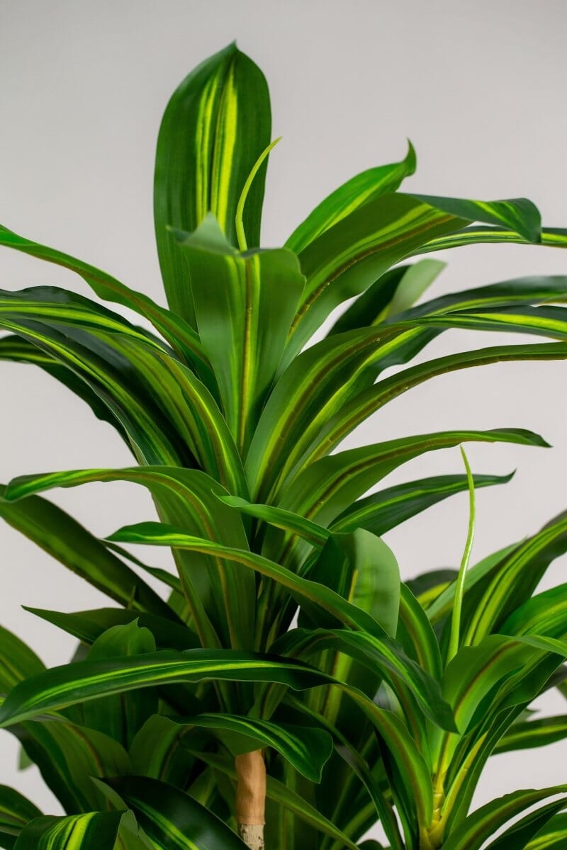 Dracaena Fragransificial Plant (Pot not included) Homekode 