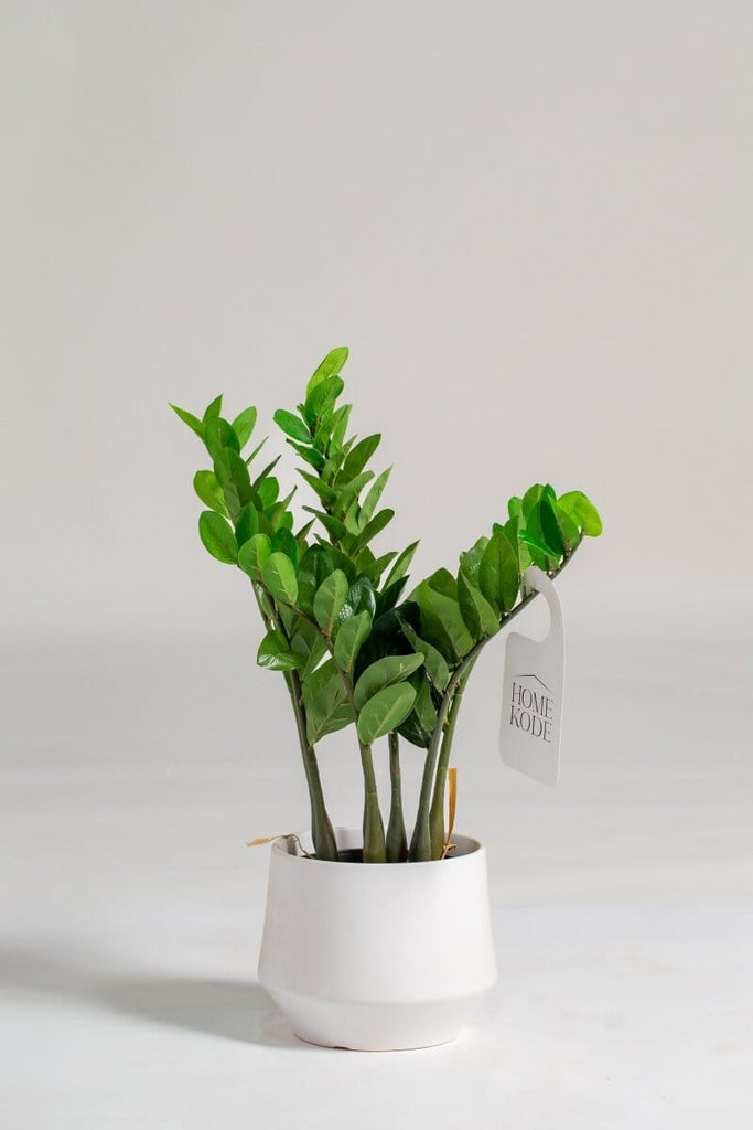 Zamioculcas Zamiifolia Artificial Plant (Pot not included) Homekode 