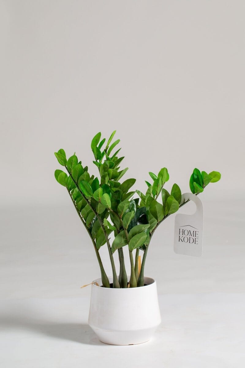 Zamioculcas Zamiifolia Artificial Plant (Pot not included) Homekode 