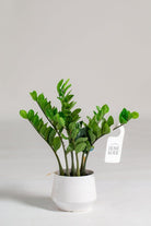 Zamioculcas Zamiifolia Artificial Plant (Pot not included) Homekode 