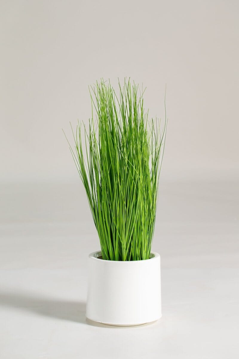 Eleocharis Artificial Plant