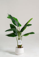 Strelitzia Nicolai Artificial Plant (Pot not included) Homekode 