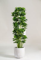 Schefflera Arboricolaificial Plant (Pot not included) Homekode 