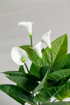 Arum Lily Artificial Plant (Pot not included) Homekode 