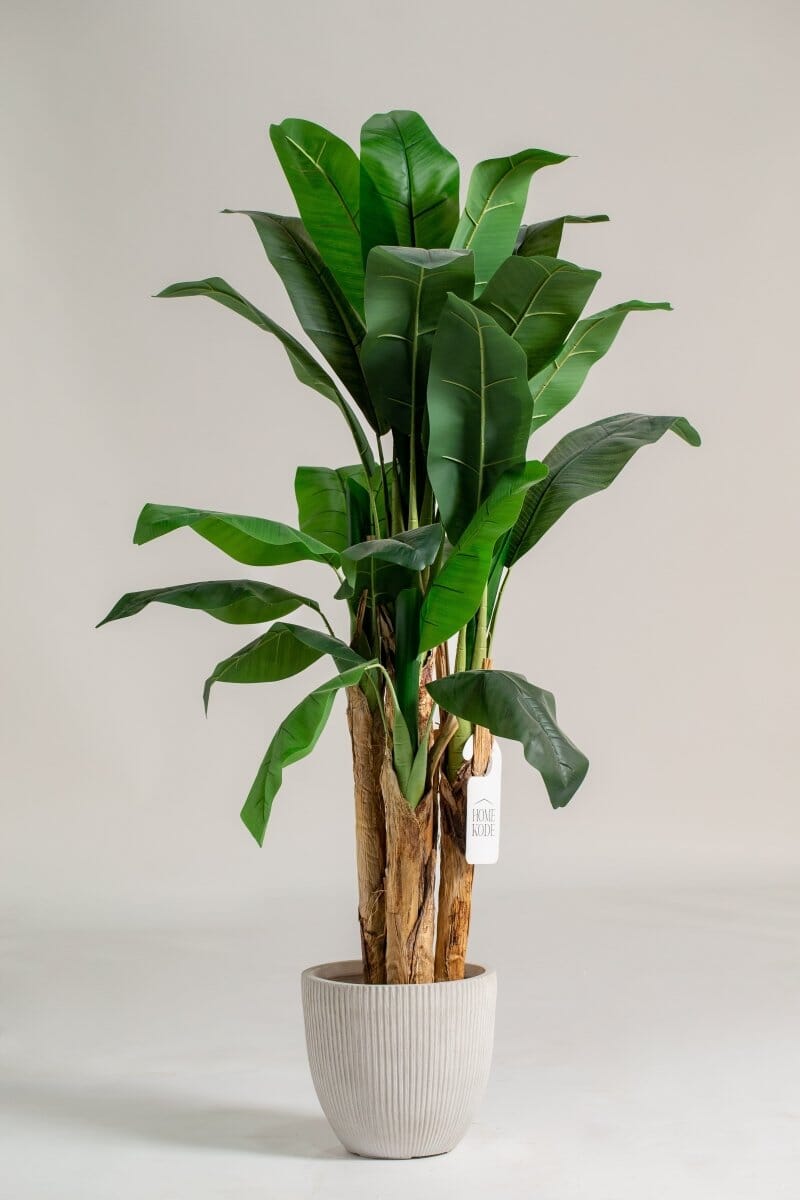 Musa Basjooificial Plant (Pot not included) Homekode 