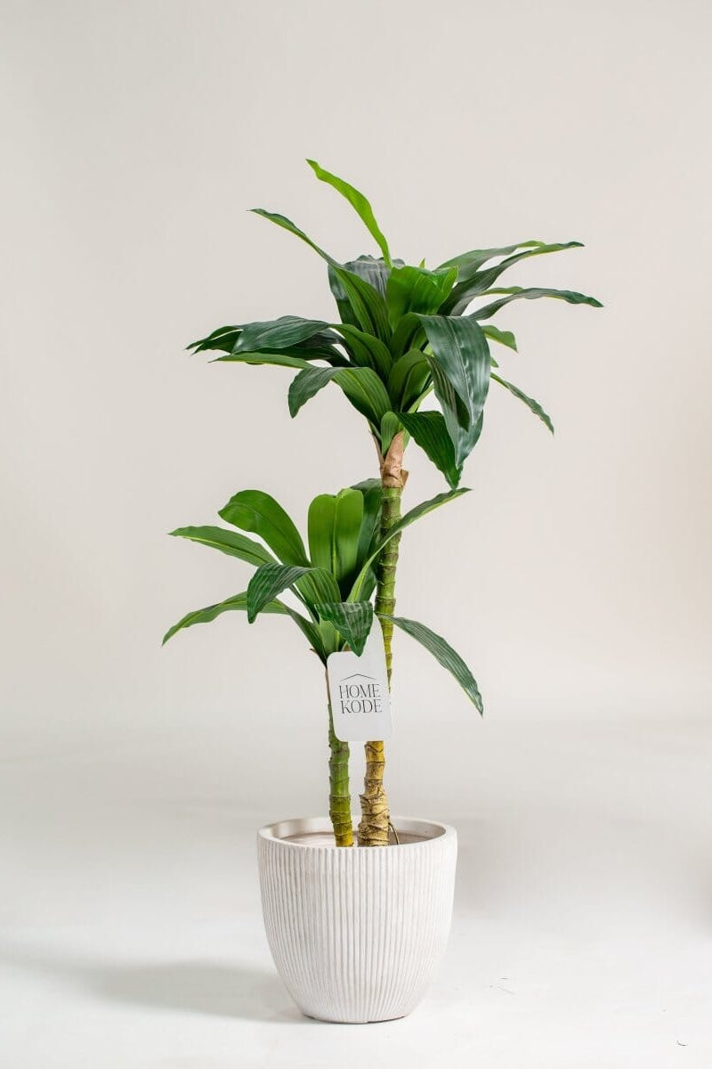 Dracaena Fragrans Plant — Elegant Decorative Accent for Homes ...