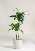 Dracaena Fragransificial Plant (Pot not included) Homekode 