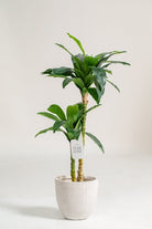 Dracaena Fragrans Artificial Plant (Pot not included) Homekode 