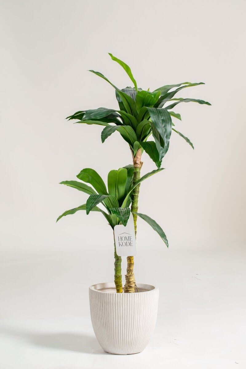 Dracaena Fragransificial Plant (Pot not included) Homekode 