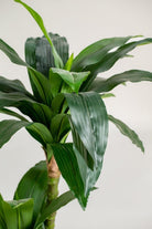 Dracaena Fragransificial Plant (Pot not included) Homekode 