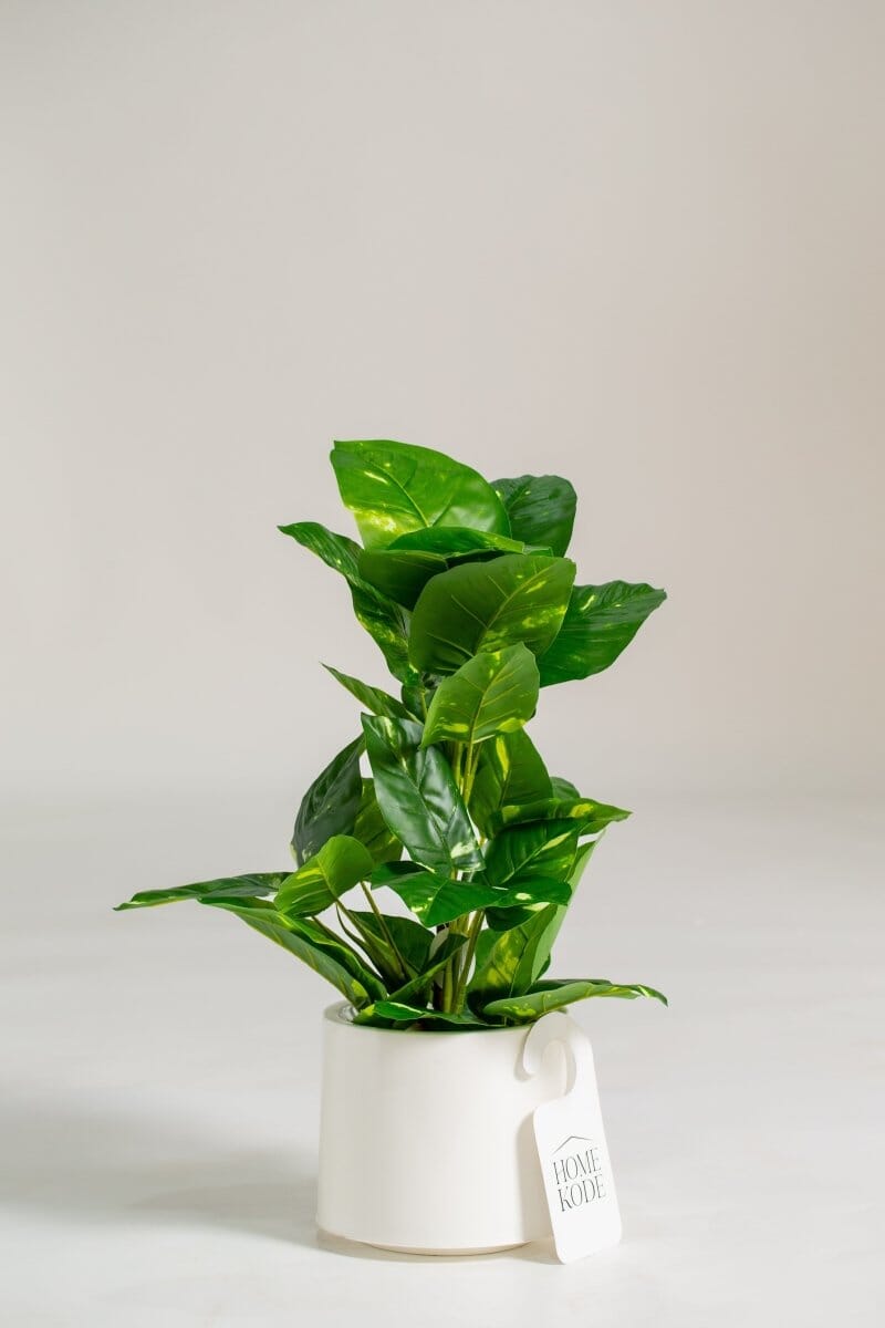 Epipremnum Pinnatum Artificial Plant