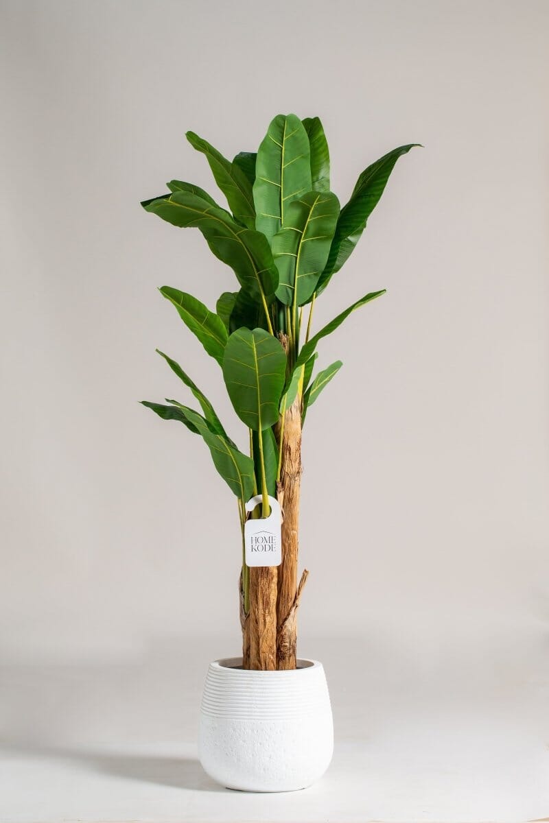 Musa Ornata Artificial Plant (Pot not included) Homekode 