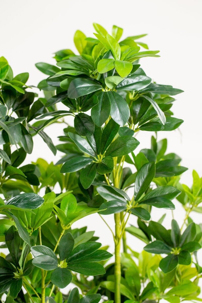 Schefflera Pottedificial Plants (Pot not included) Homekode 