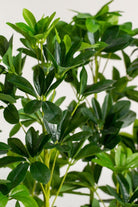 Schefflera Potted Artificial Plants (Pot not Included) Homekode 