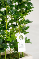 Schefflera Potted Artificial Plants (Pot not Included) Homekode 