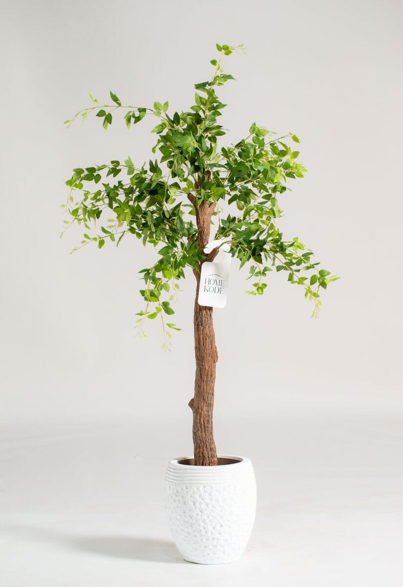 Celtis Australis Artificial Plant (Pot not included) Homekode 