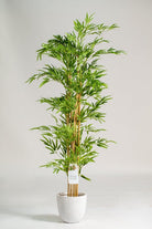 Queensland Bottle Tree Artificial Plant (Pot not included) Homekode 