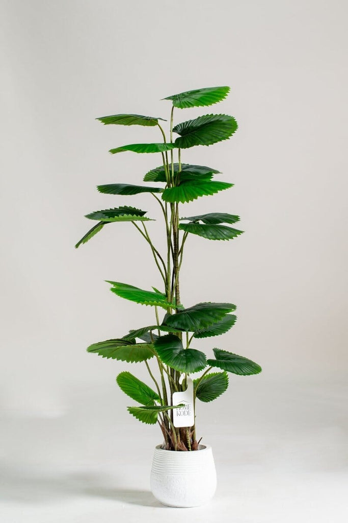 Licuala Orbicularis Artificial Plant (Pot not included) Homekode 