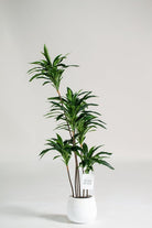 Dracena Marginataificial Plant (Pot not included) Homekode 