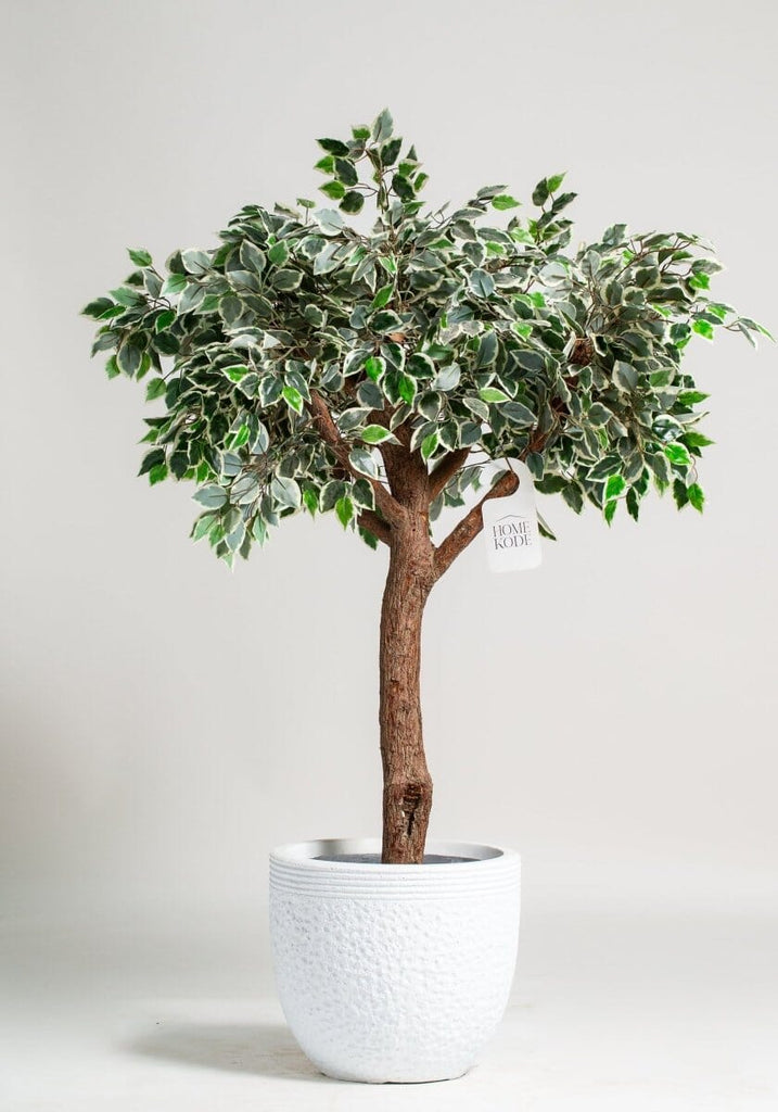 Ficus Tree (3 Sizes) Homekode 