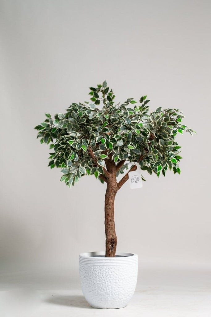 Ficus Tree (3 Sizes) Homekode 