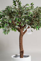 Ficus Tree (3 Sizes) Homekode 