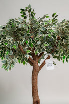 Ficus Tree (3 Sizes) Homekode 